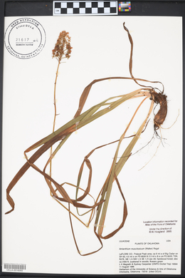 Amianthium muscitoxicum image