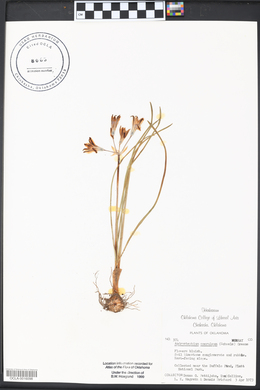 Androstephium coeruleum image