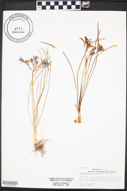 Androstephium coeruleum image