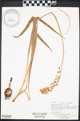 Camassia scilloides image