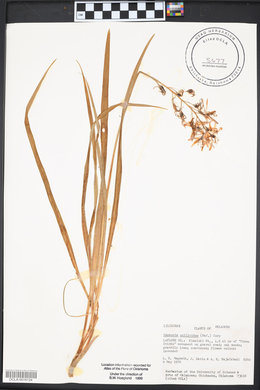 Camassia scilloides image