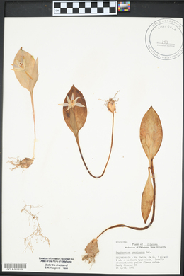 Erythronium rostratum image