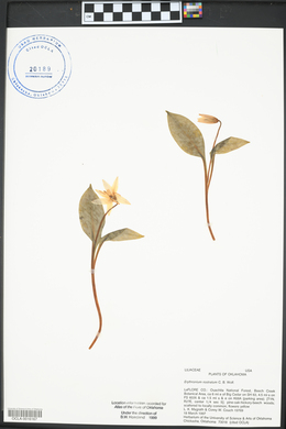 Erythronium rostratum image