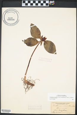 Trillium recurvatum image