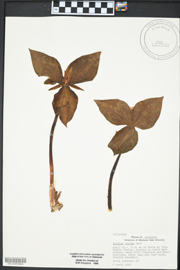 Trillium viridescens image