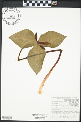 Trillium viridescens image