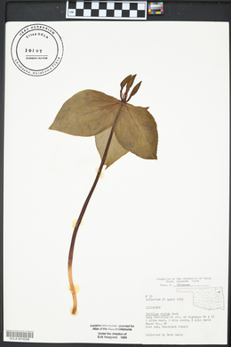 Trillium viridescens image