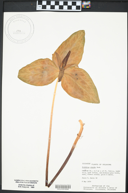 Trillium viridescens image