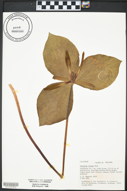 Trillium viridescens image