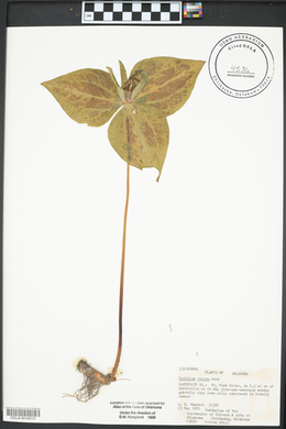 Trillium viridescens image