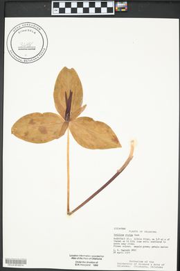 Trillium viridescens image