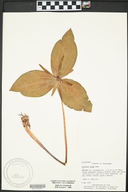 Trillium viridescens image