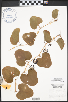 Smilax bona-nox image