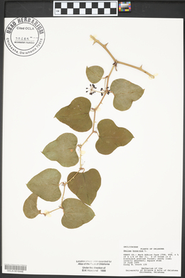 Smilax bona-nox image