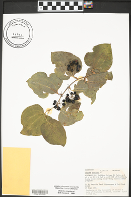 Smilax bona-nox image