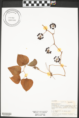 Smilax bona-nox image