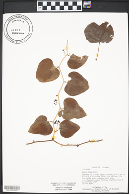 Smilax bona-nox image