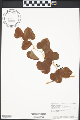Smilax bona-nox image