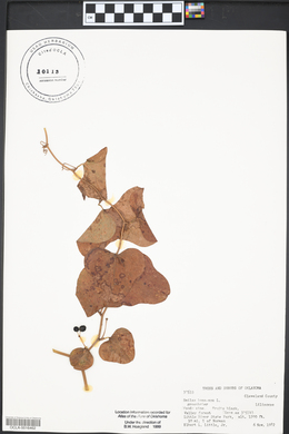 Smilax bona-nox image