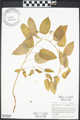 Smilax lasioneura image