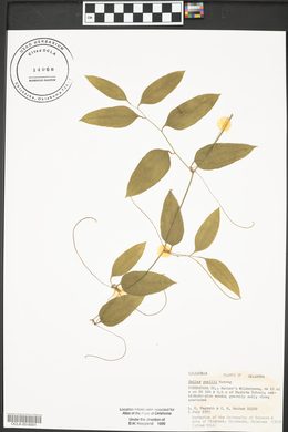 Smilax smallii image