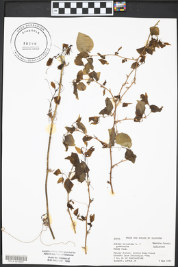 Smilax tamnoides image