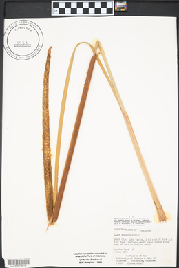 Typha angustifolia image