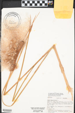 Typha angustifolia image