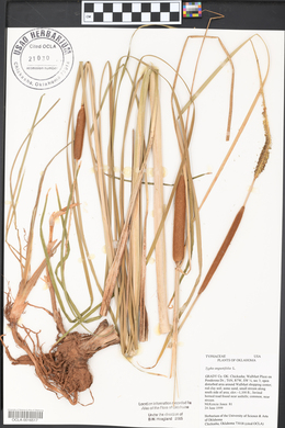 Typha angustifolia image