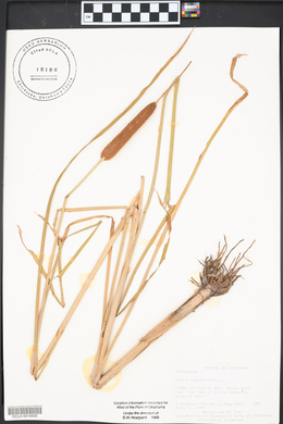 Typha angustifolia image