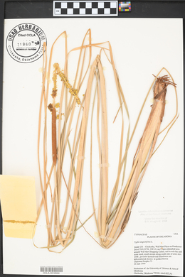 Typha angustifolia image