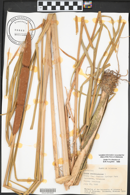 Typha angustifolia image