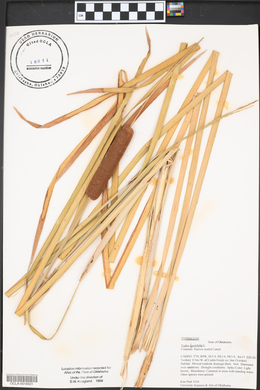 Typha angustifolia image