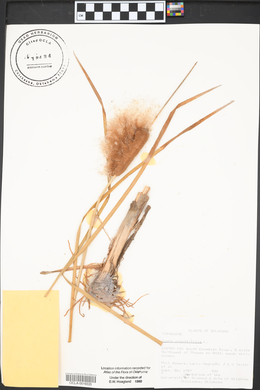 Typha angustifolia image