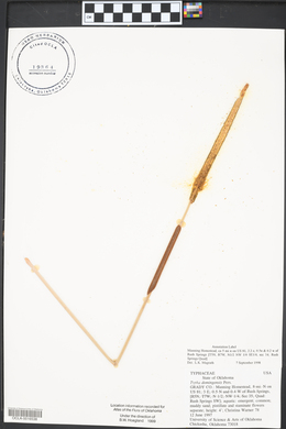 Typha domingensis image