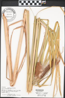 Typha domingensis image