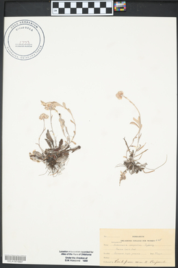 Antennaria neglecta image