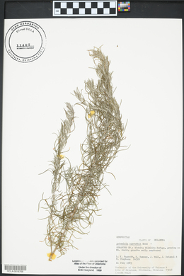 Artemisia carruthii image