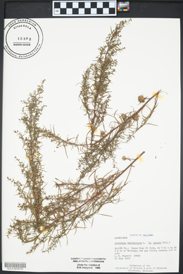 Artemisia dracunculus image