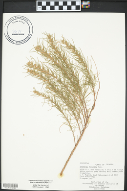 Artemisia filifolia image