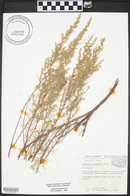 Artemisia filifolia image