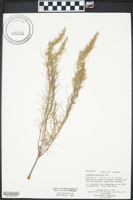 Artemisia filifolia image