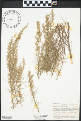 Artemisia filifolia image