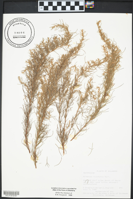 Artemisia filifolia image