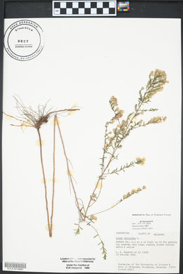 Symphyotrichum ericoides image