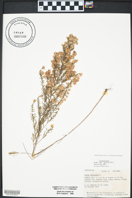 Symphyotrichum ericoides image