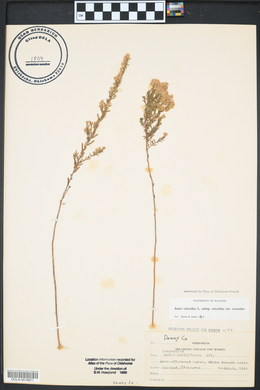 Symphyotrichum ericoides image
