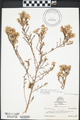 Symphyotrichum ericoides image