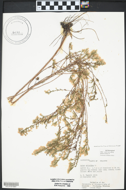 Symphyotrichum ericoides image