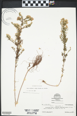 Symphyotrichum ericoides image